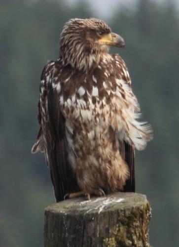 EagleAlaska-1
