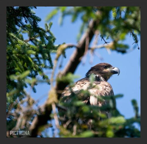 EagleAlaskaPines