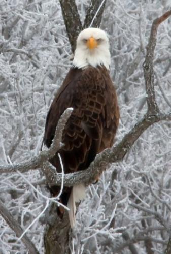 EagleFrost