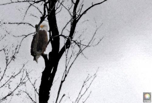 EaglePerched