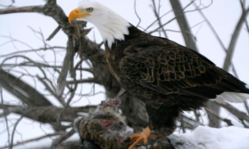 EagleRabbit-2000x1200