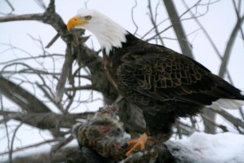 EagleRabbit