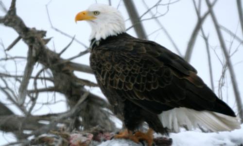 EagleRabbit1-2000x1200