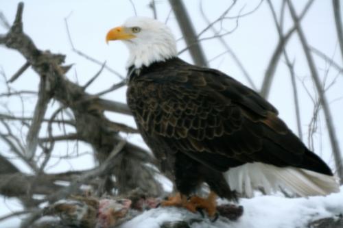 EagleRabbit1
