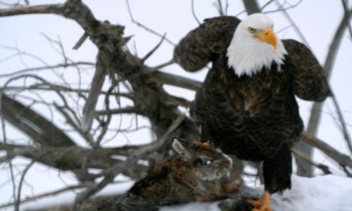 EagleRabbit2-2000x1200