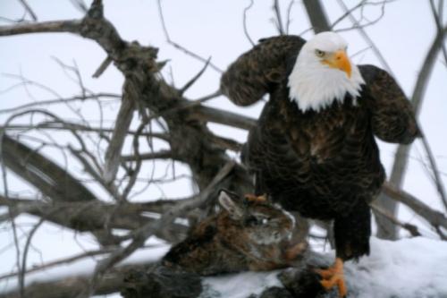 EagleRabbit2-768x512