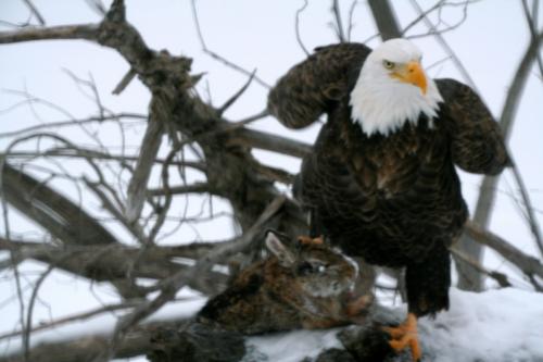 EagleRabbit2