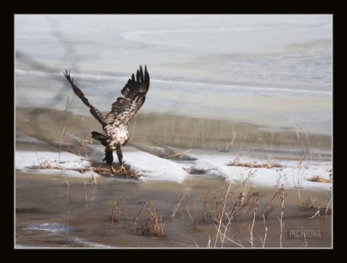 EagleTakeOffIce-1