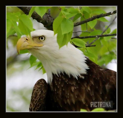 EagleTreesMinnesota-1