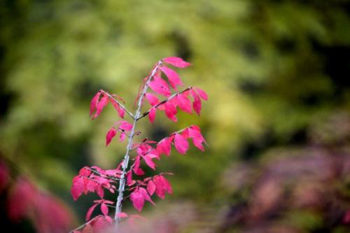 FallLeavesWindow