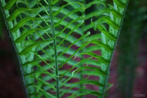 FernLadder
