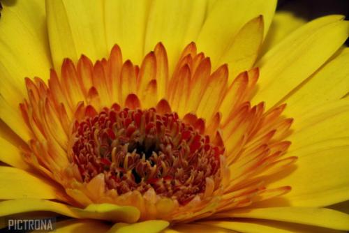 FlowerPetals