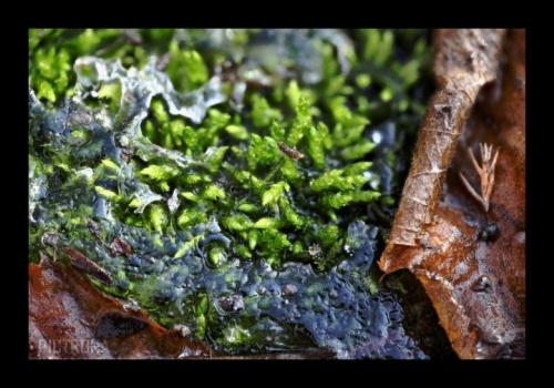 FrozenMoss
