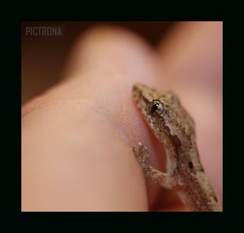 GeckoHand