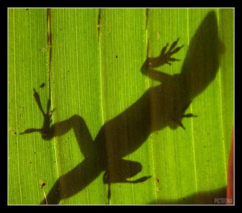GeckoShadow