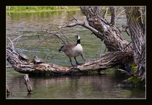 GooseTurtlesMinnesota