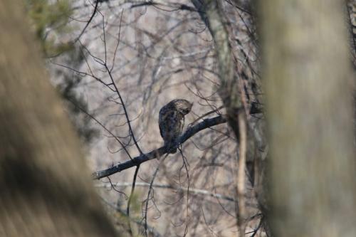 Great-Horned-Owl-looking-down-IMG_9824-768x512
