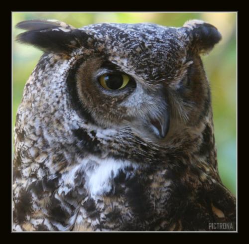 GreatHornedOwlHead