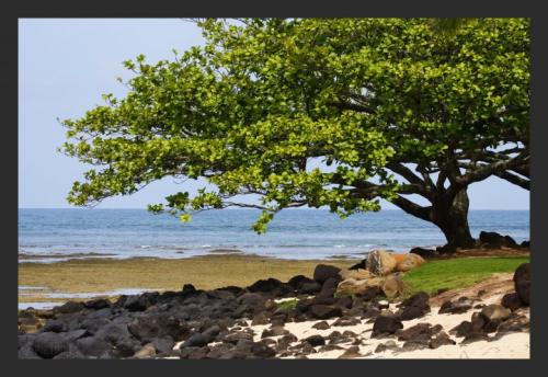 HanaleiBayTree