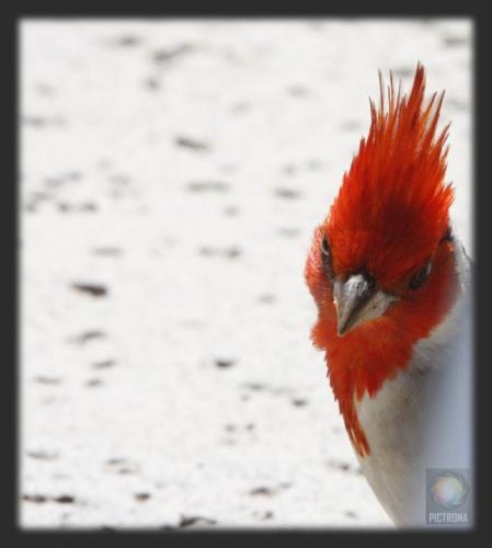 HawaiiCardinal