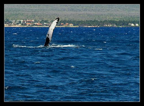HumpbackFinMauiHawaii