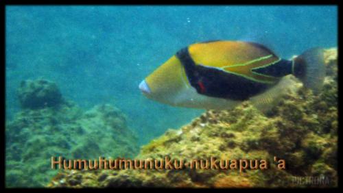 Humuhumunkunukuapuaa