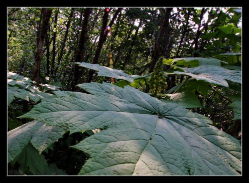 LargeLeavesInForest
