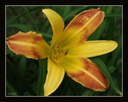 LillyMinnesota