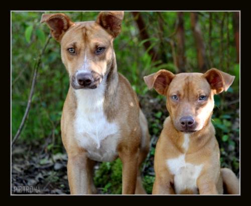 LocalDogsHanaHawaii