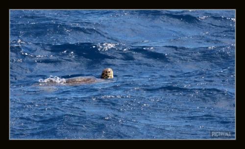 LoggerheadTurtleHawaii