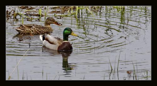 MallardCouplePond