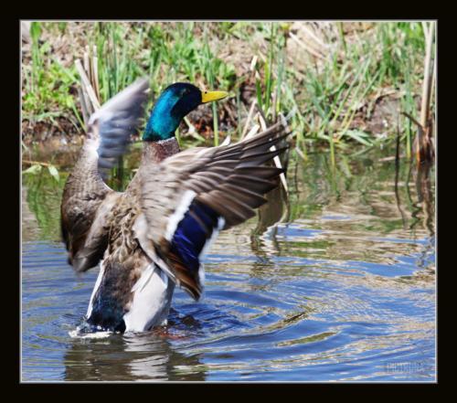 MallardDisplay