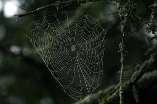 MarcelMinnesotaSpiderWeb