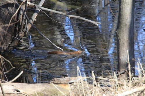 Mink-IMG_9826-768x512