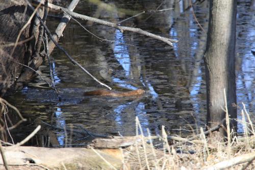 Mink-IMG_9826