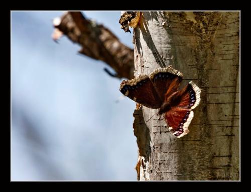 MothBirch