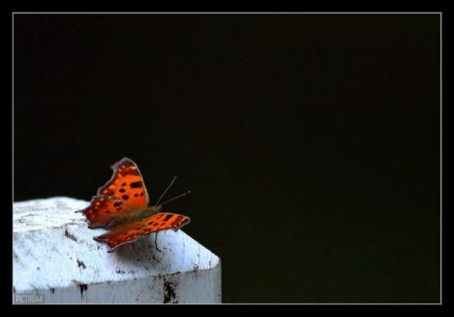 MothOnFencePostMinnesota