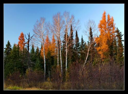 NorthernMinnesotaAutumnBirch