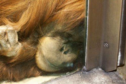 OrangutanComoZoo
