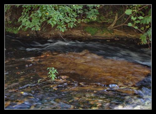 OsceolaWisconsinWeedInStream