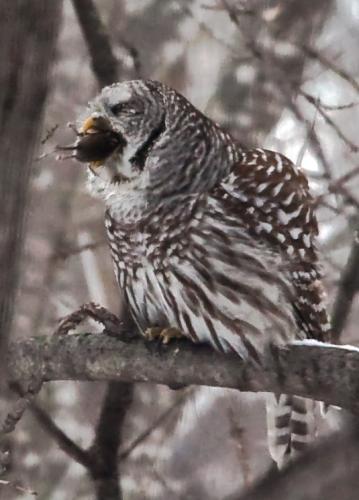 Owl1-1