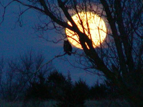 OwlMoon1