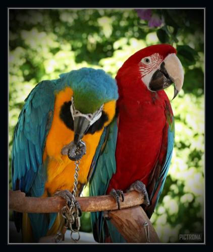 ParrotsBird