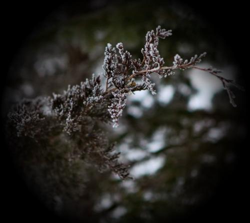 PineFrost