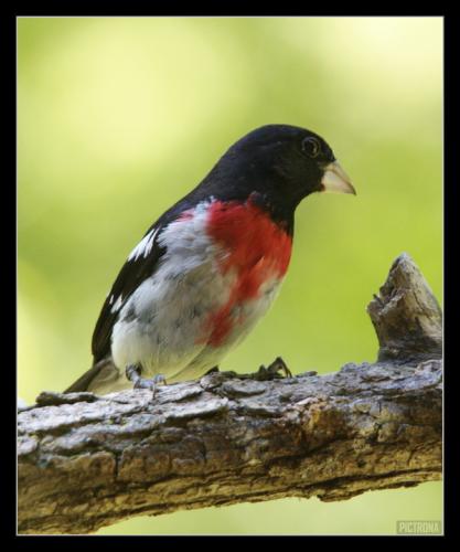 RedBreastedGrosBeakMale