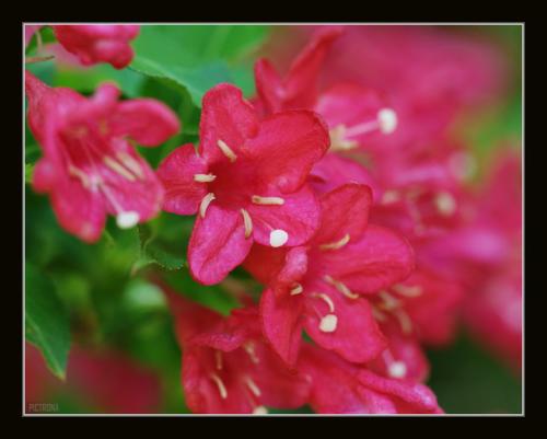 RedFlowersMinnesota