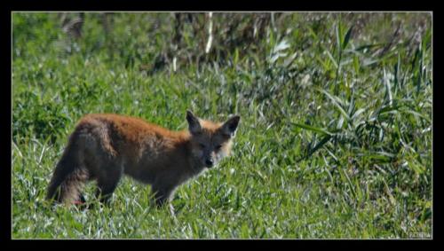 RedFoxMinnesota