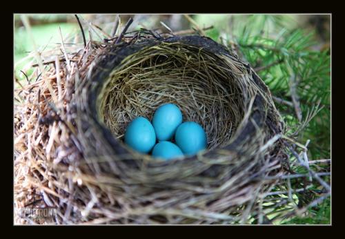 RobinsEggs