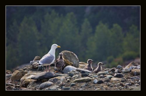 SeagullChicksAlaska