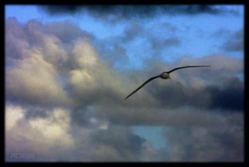 SeagullHawaii